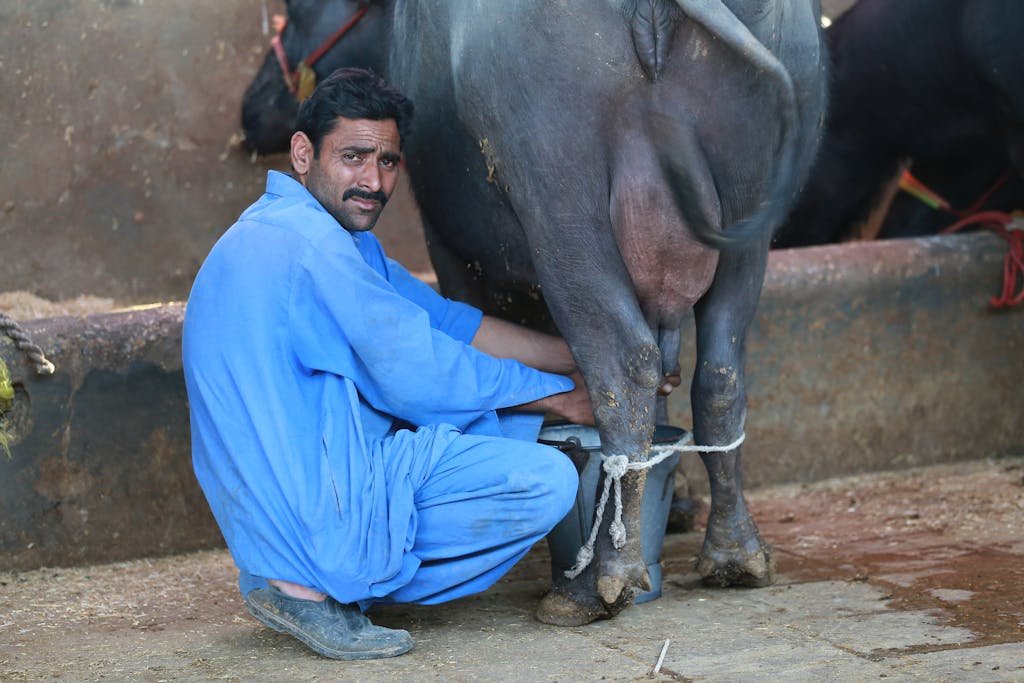 WellHealthOrganic Buffalo Milk Tag